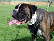 Attack-Agitation Leather Dog Harness Perfect For your Boxer