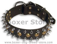 Boxer Studded&Spikes Black collar 22'' /22 inch dog collar- S55