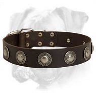 Gorgeous Leather Boxer Collar with Silver Conchos Gorgeous Leather Boxer Collar with Silver Conchos