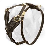 Every Day Elegant and Comfortable Leather Harness for Boxer Made of Safe Materials Every Day Elegant and Comfortable Leather Harness for Boxer Made of Safe Materials