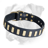 Splendid Leather Boxer Collar with Goldish Plates Splendid Leather Boxer Collar with Goldish Plates