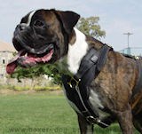 Handmade dog harness,leather dog harness,custom dog harness,best dog harness