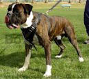 Boxer Dog Harness,leather dog harness,nylon dog harness with handle for dog training,walking dog harness gear boxer Boxer Dog Harnesses