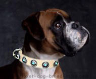 Boxer Leather Dog Collar with Silver Plated Circles Blue Stones