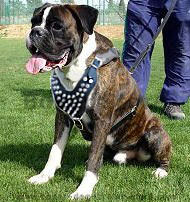Boxer Spiked leather dog harness- deluxe leather spiked harness