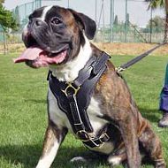 Every Day Elegant and Comfortable Leather Harness for Boxer Made of Safe Materials Every Day Elegant and Comfortable Leather Harness for Boxer Made of Safe Materials