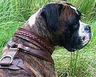 Dog Collar for Boxer - Handracfted Leather dog collar