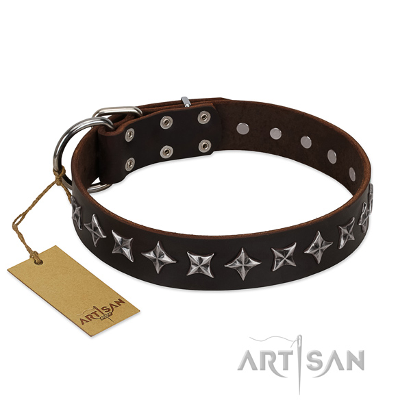 Fancy walking dog collar of top quality leather with adornments