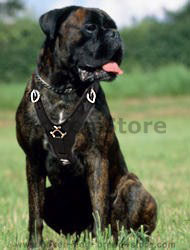 Boxer Exclusive Luxury Handcrafted Padded Leather Dog Harness