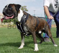 Exclusive Luxury Handcrafted attack boxer Leather Dog Harness