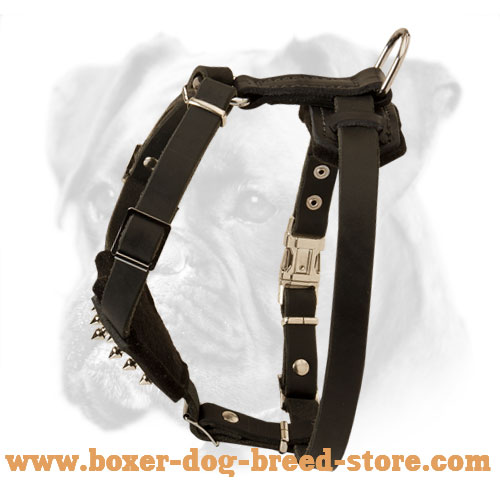 Leather Harness with studs to walk Boxer puppy