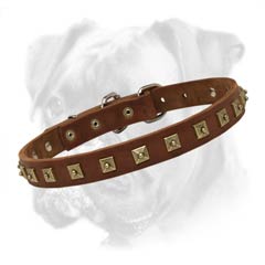 Gorgeous leather collar for your Boxer