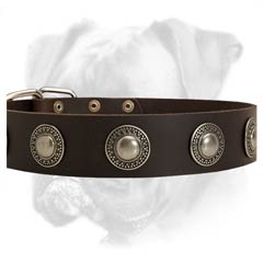 Practical leather Boxer collar