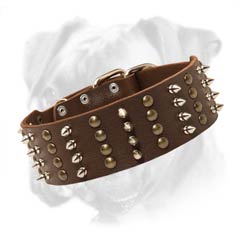 Incredible leather Boxer collar