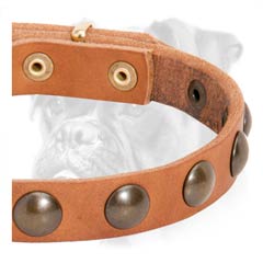 Quality leather collar with nickel studs for Boxer