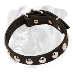 This incredible collar will accentuate Boxer's beauty