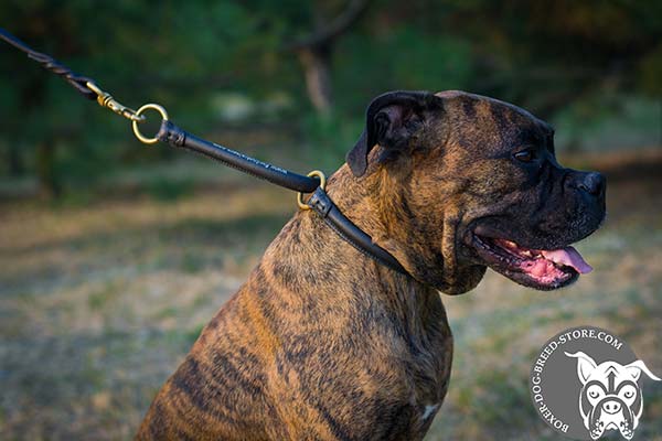 Boxer round choke collar of high quality with d-ring for leash attachment for daily walks