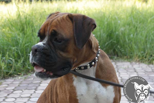 Leather Boxer collar for walking