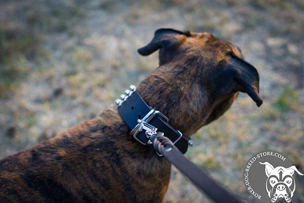 Leather Boxer collar with dependable hardware