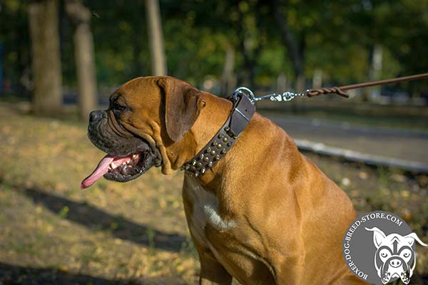 Practical Boxer collar for everyday use