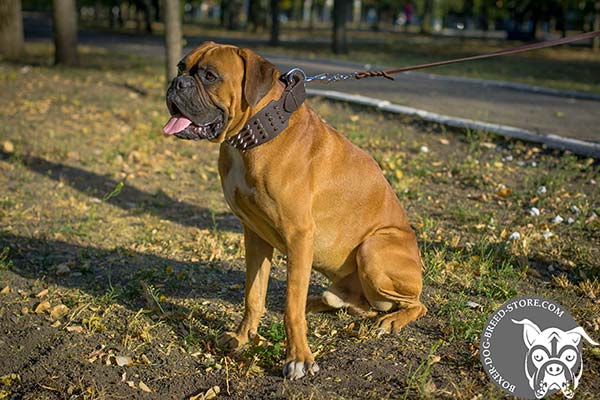 Practical Boxer collar for everyday walking