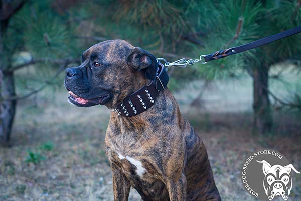 Extra wide leather Boxer collar