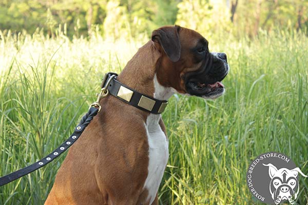 Leather Boxer collar for walking and training