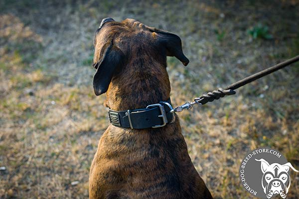 Leather Boxer collar with nickel plated fittings