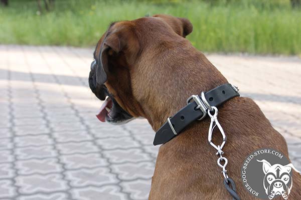 Narrow Boxer collar with nickel plated hardware