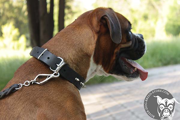 Elegant Boxer collar with nickel plated hardware