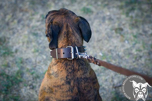Leather Boxer collar with nickel plated hardware