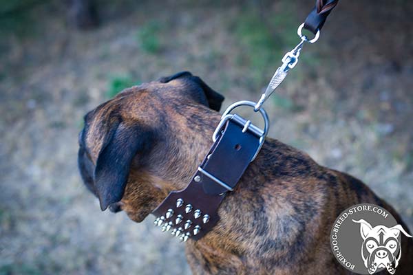Durable Boxer collar with nickel plated hardware