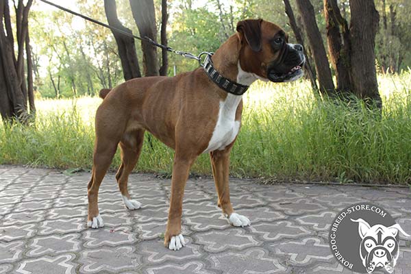Perfect fit Boxer collar