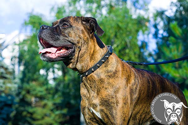 Quality Boxer collar at reasonable price