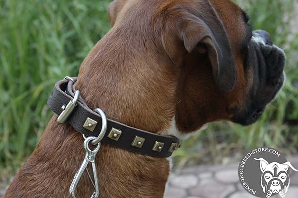 Boxer collar with D-ring for leash attachment