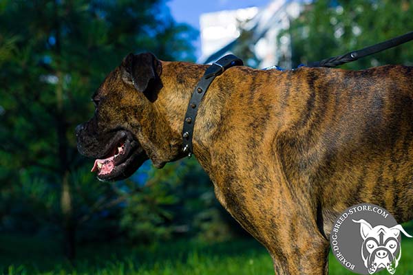 Narrow Boxer collar for walking in style