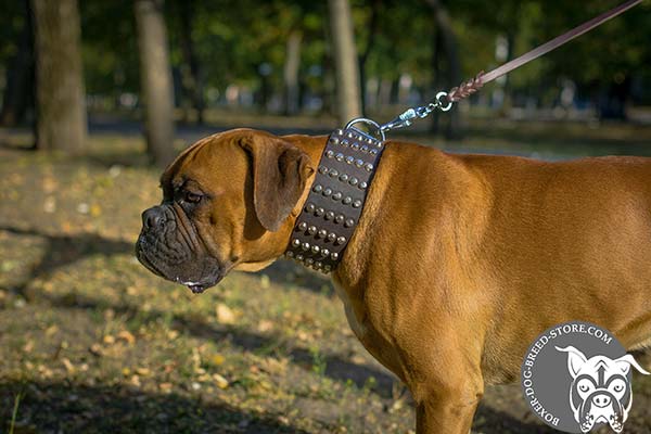 Wide Boxer collar for walking