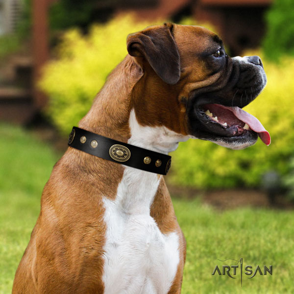Boxer embellished genuine leather collar with rust resistant traditional buckle