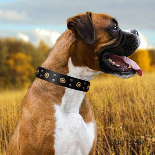 Boxer stunning full grain natural leather collar with corrosion proof fittings