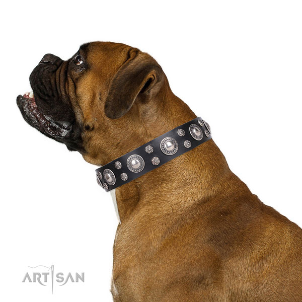 Boxer perfect fit full grain leather dog collar for daily walking