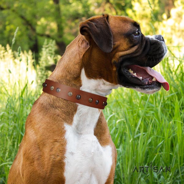 Boxer top quality full grain natural leather collar with corrosion resistant fittings