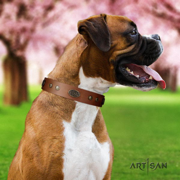 Boxer studded leather collar with rust-proof traditional buckle