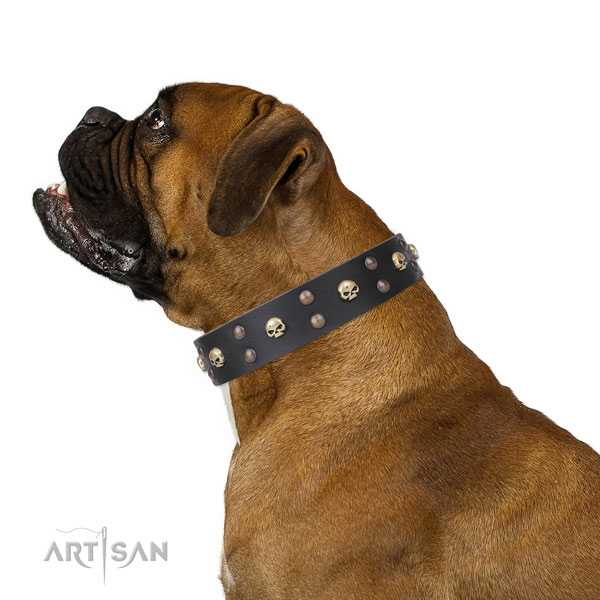 Boxer significant full grain leather dog collar for comfy wearing
