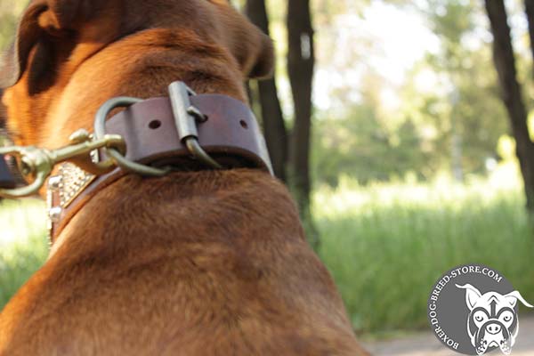 Boxer leather collar with rustless fittings for walking