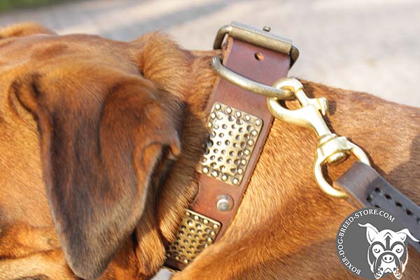 Boxer leather collar with reliable fittings for walking