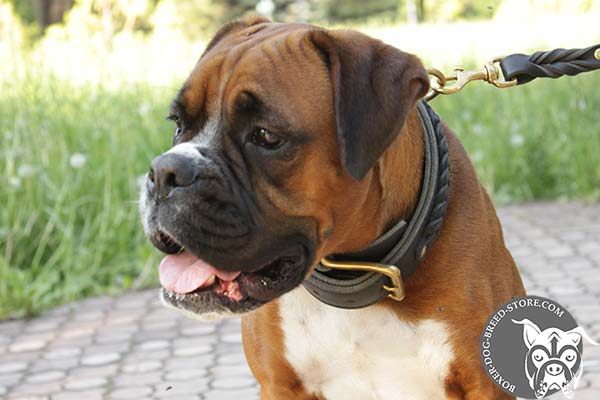 Boxer leather collar of high quality with brass plated hardware for daily walks