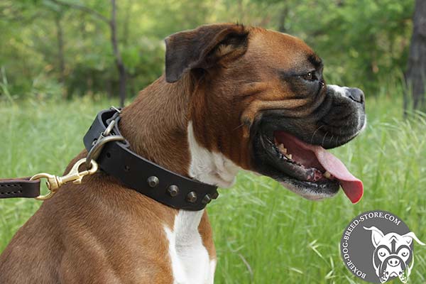 Boxer leather collar with elegant cones for daily activity
