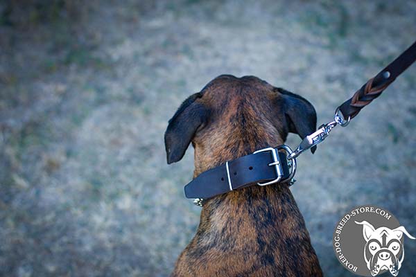 Boxer leather collar with durable nickel plated fittings for walking