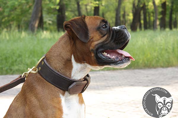 Boxer leather collar with strong fittings for daily walks