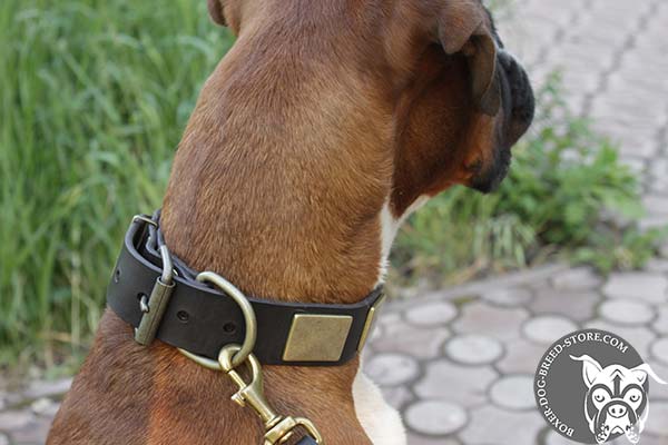 Boxer leather collar of genuine materials with handset plates for stylish walks